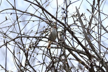 Japanese Bush Warbler 平谷川 Sat, 3/27/2021