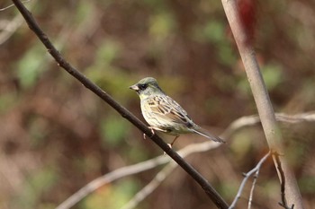 Masked Bunting 平谷川 Sat, 3/27/2021