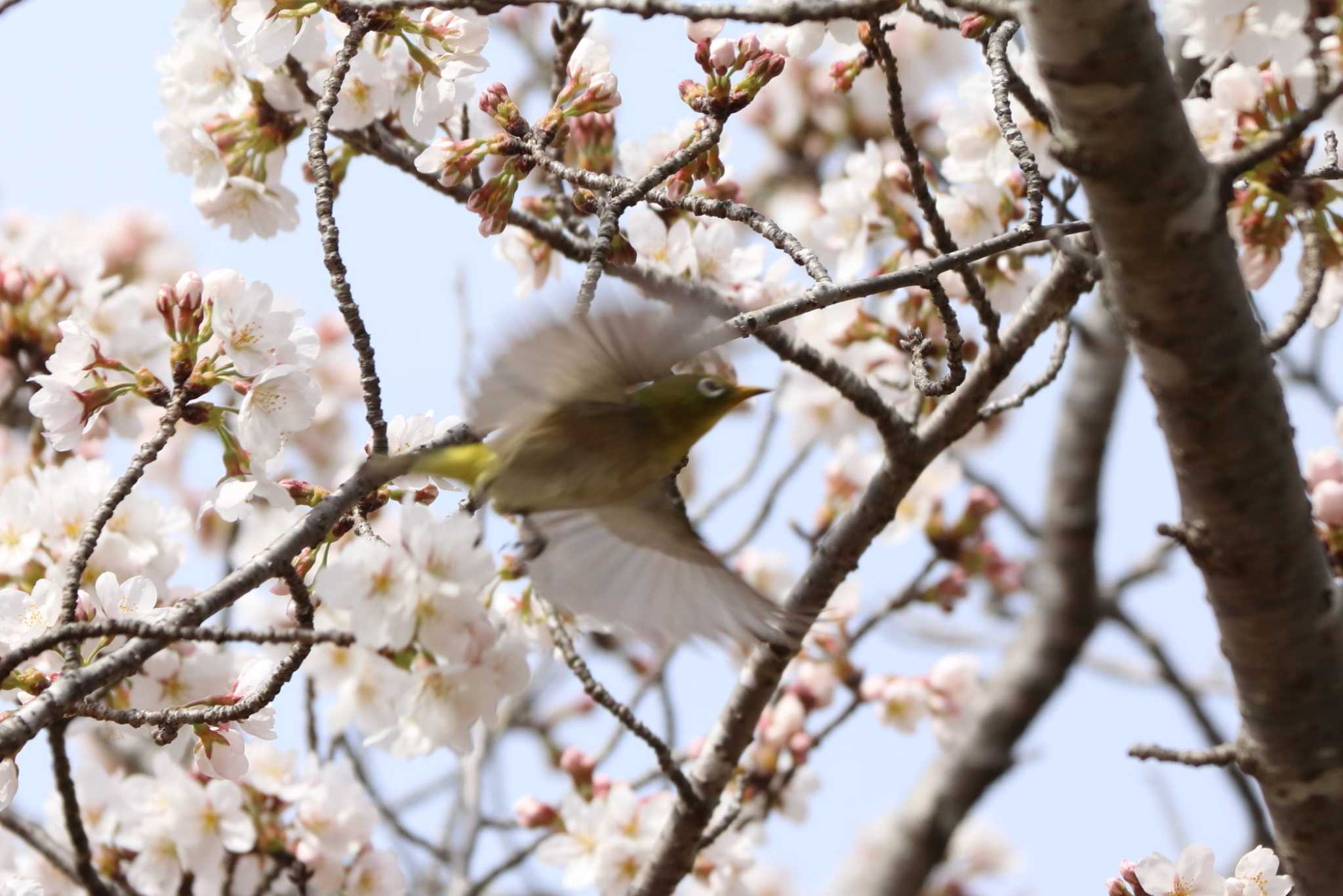 Warbling White-eye