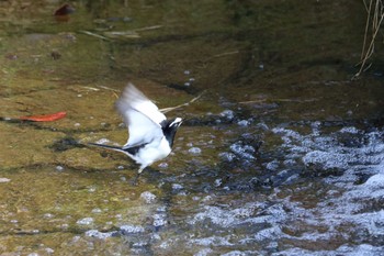 Japanese Wagtail 平谷川 Sat, 3/27/2021