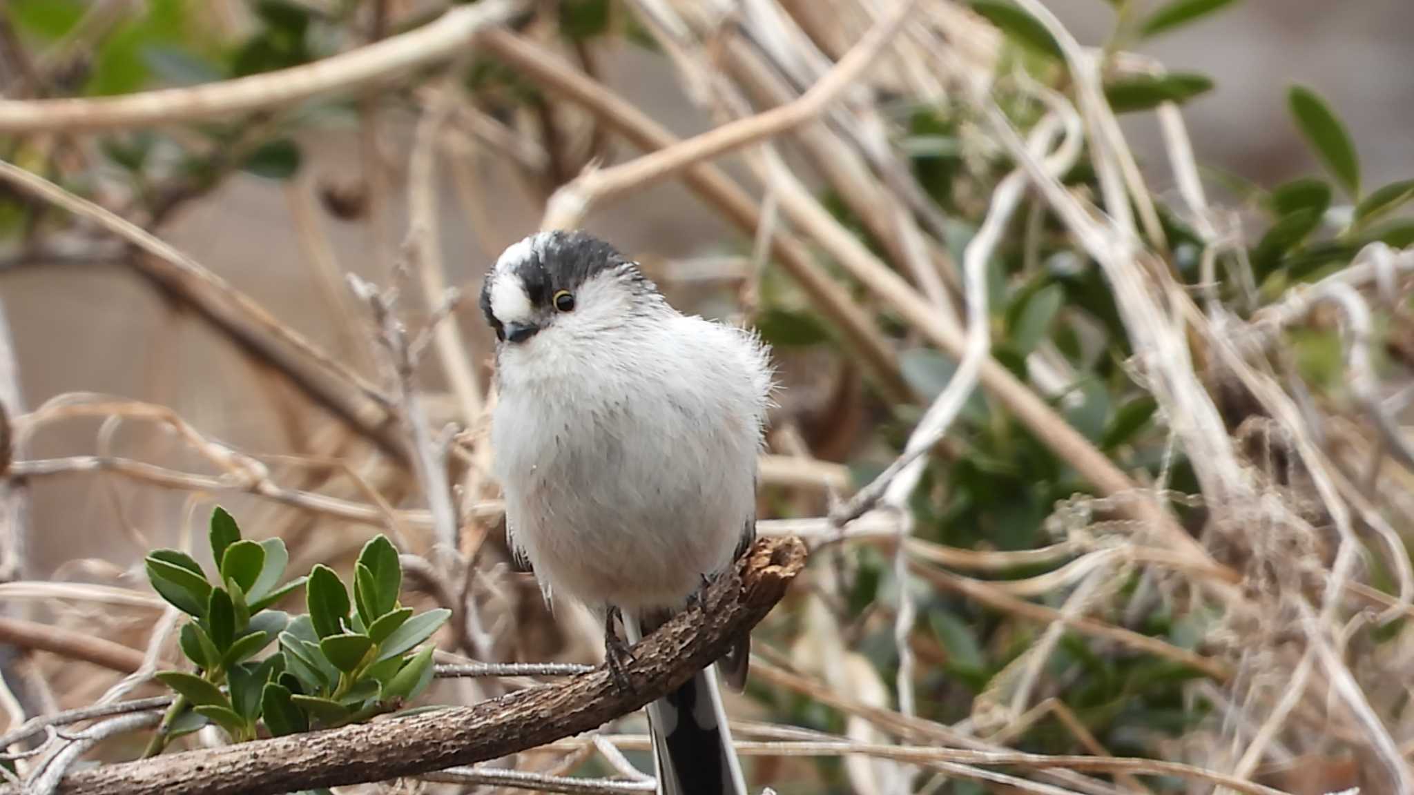 青葉山公園 エナガの写真