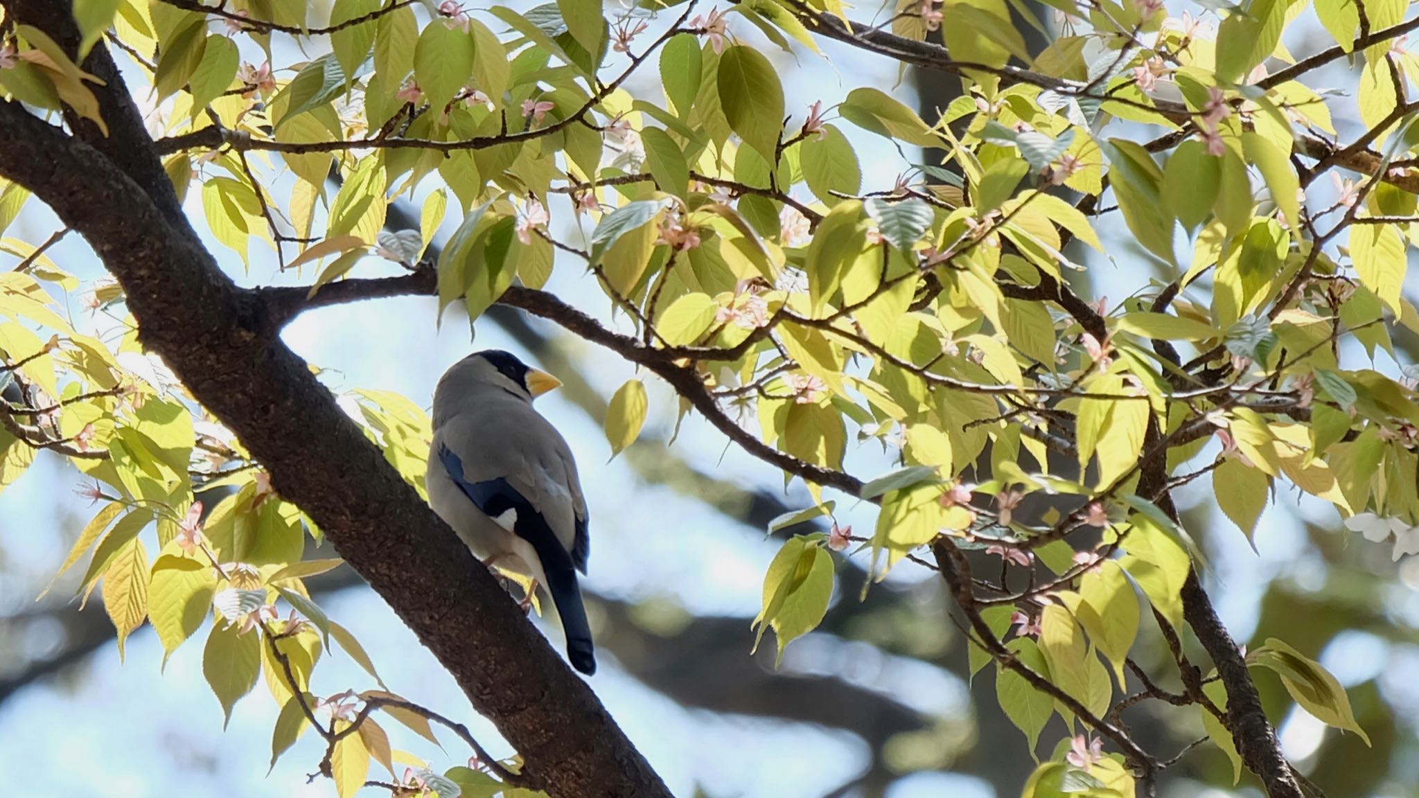 石神井公園 イカルの写真