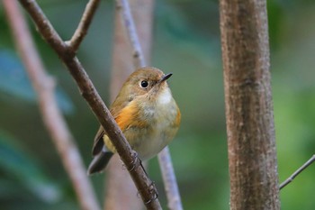 Red-flanked Bluetail Unknown Spots Sat, 3/27/2021