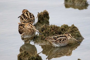 Common Snipe 与那国島久部良 Fri, 1/6/2017