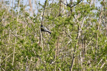 シジュウカラ 守谷野鳥のみち 2021年3月27日(土)