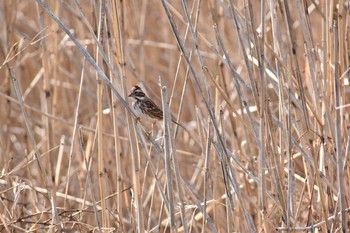 カシラダカ 守谷野鳥のみち 2021年3月27日(土)