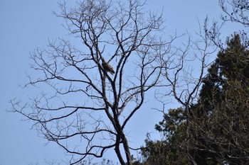 ノスリ 守谷野鳥のみち 2021年3月27日(土)