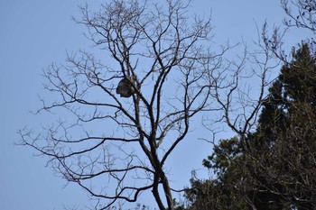 ノスリ 守谷野鳥のみち 2021年3月27日(土)