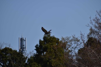 ノスリ 守谷野鳥のみち 2021年3月27日(土)