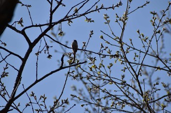 エナガ 守谷野鳥のみち 2021年3月27日(土)