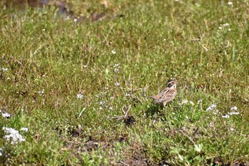 カシラダカ 守谷野鳥のみち 2021年3月27日(土)