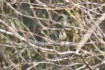 Rustic Bunting 守谷野鳥のみち Sat, 3/27/2021