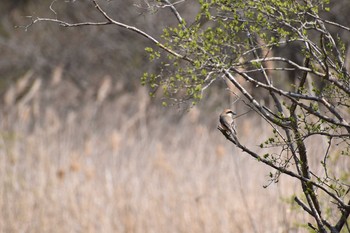 Bull-headed Shrike 守谷野鳥のみち Sat, 3/27/2021