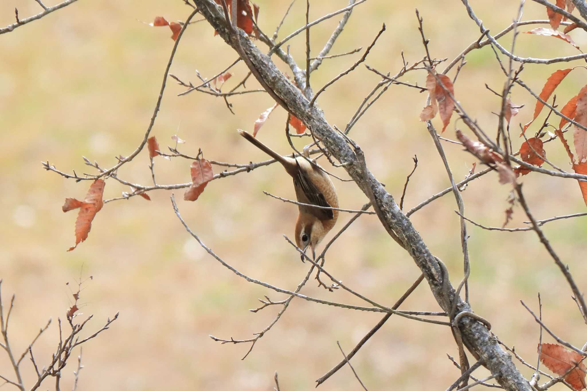 Bull-headed Shrike