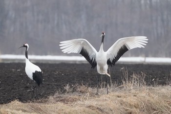 タンチョウ 場所が不明 2021年3月25日(木)