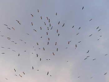 ユリカモメ 淀川(中津エリア) 2017年1月3日(火)