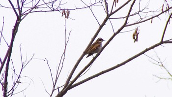 Sat, 3/27/2021 Birding report at 五天山公園(札幌市西区)