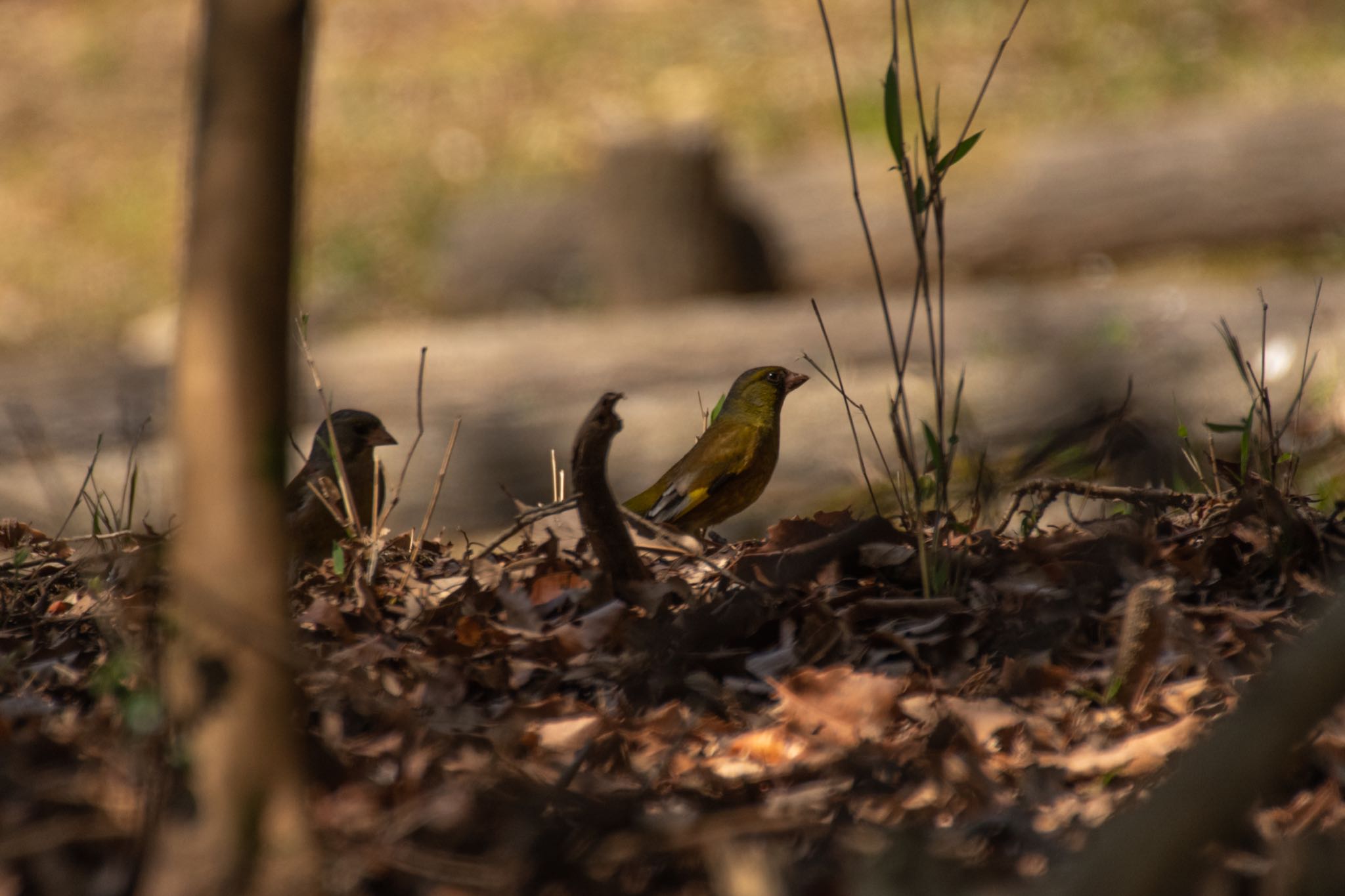 Grey-capped Greenfinch