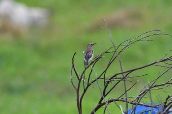 Red-billed Starling Yonaguni Island Thu, 3/30/2017