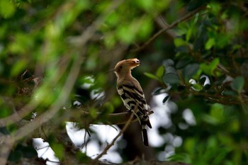 Eurasian Hoopoe Yonaguni Island Thu, 3/30/2017