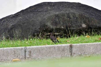 Chinese Blackbird Yonaguni Island Thu, 3/30/2017