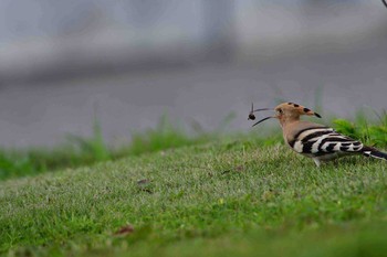 Eurasian Hoopoe Yonaguni Island Thu, 3/30/2017