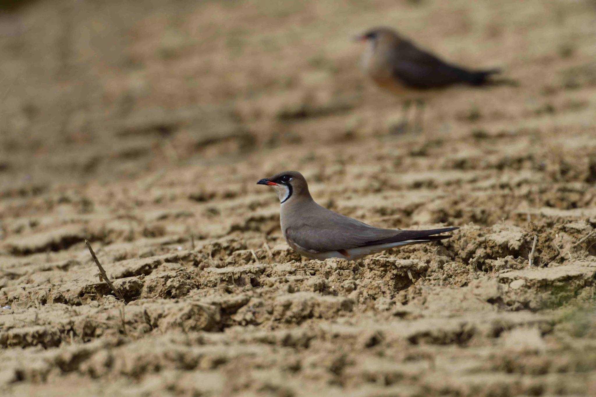 Photo of Oriental Pratincole at Yonaguni Island by やなさん