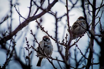 Eurasian Tree Sparrow Unknown Spots Sat, 2/11/2017