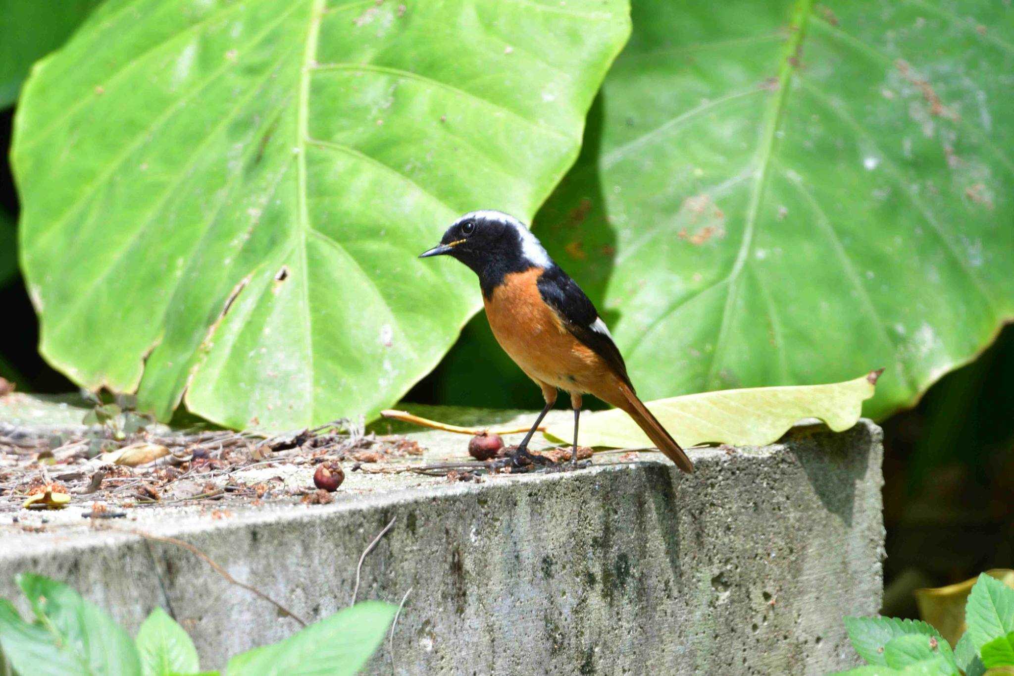 Photo of Daurian Redstart at Yonaguni Island by やなさん