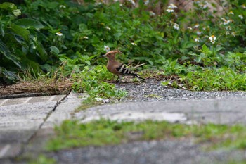 Eurasian Hoopoe Yonaguni Island Thu, 3/30/2017