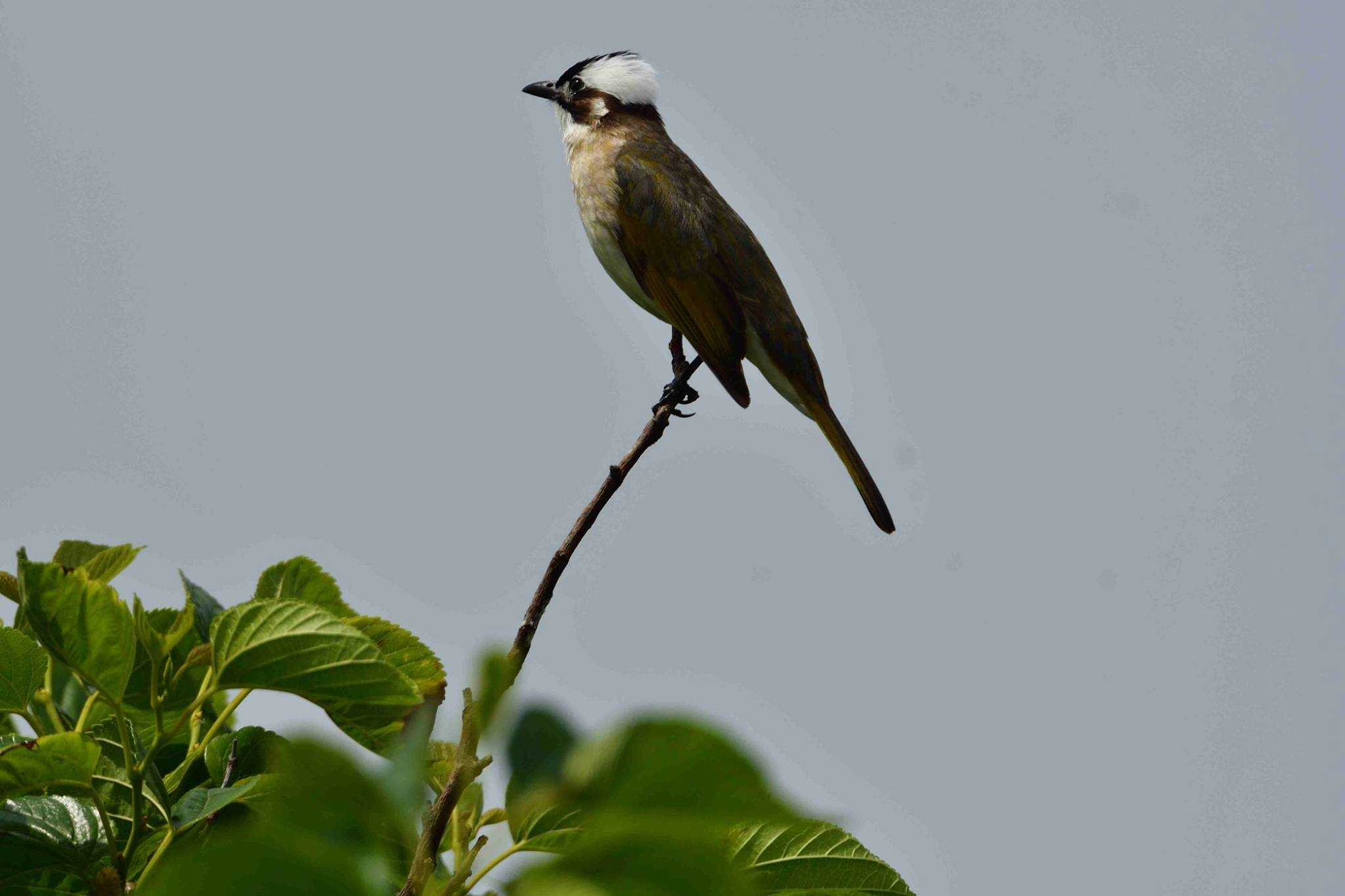 Photo of Light-vented Bulbul at Yonaguni Island by やなさん