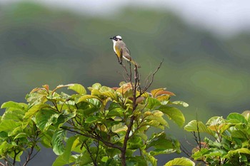 Light-vented Bulbul Yonaguni Island Thu, 3/30/2017