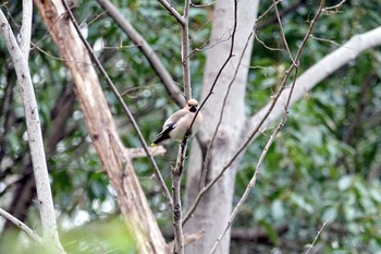 キレンジャク 大麻生野鳥の森公園 2021年3月27日(土)