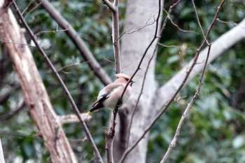 キレンジャク 大麻生野鳥の森公園 2021年3月27日(土)