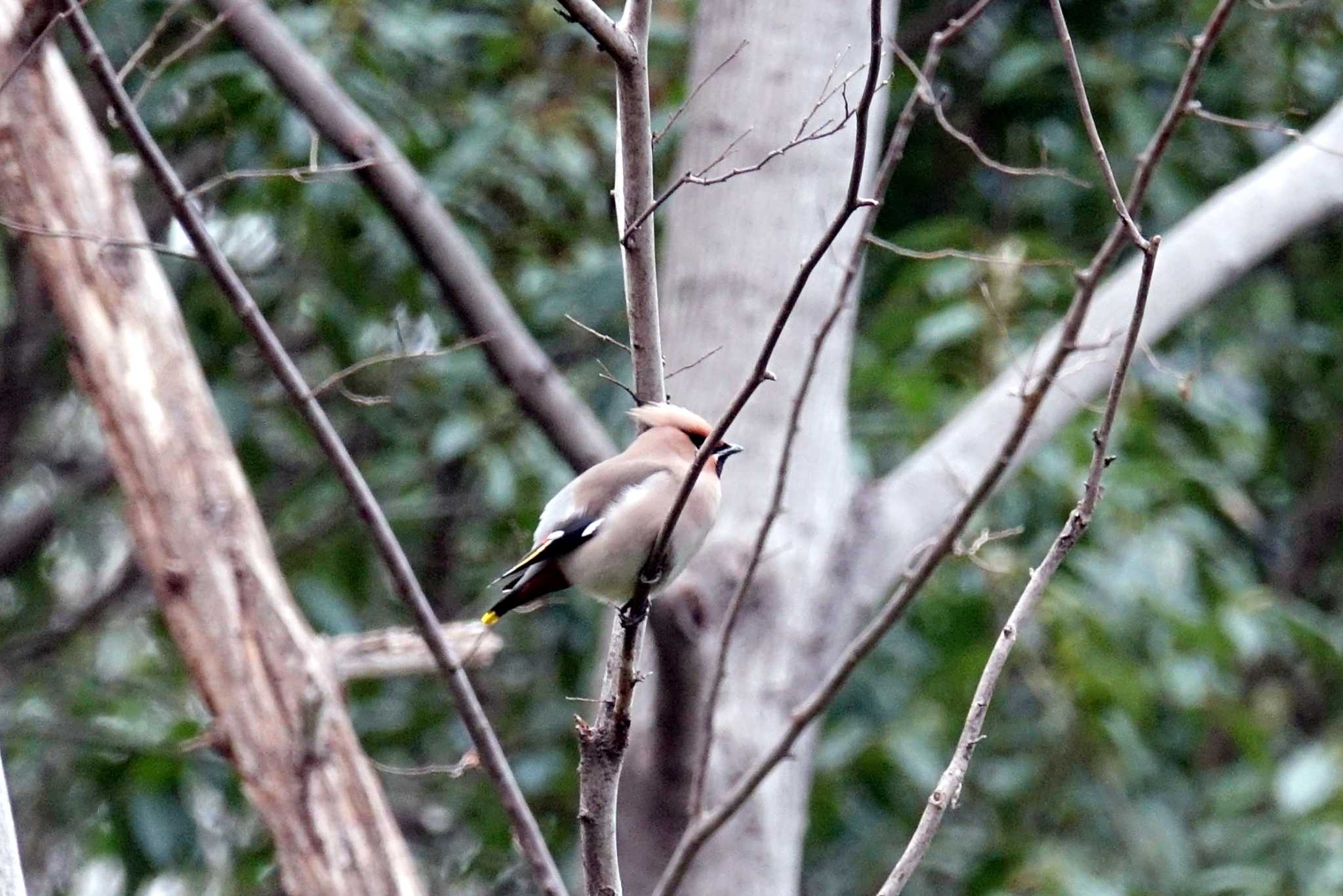 大麻生野鳥の森公園 キレンジャクの写真