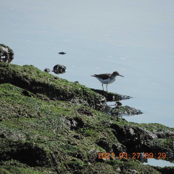 Common Sandpiper 豊洲 Sat, 3/27/2021