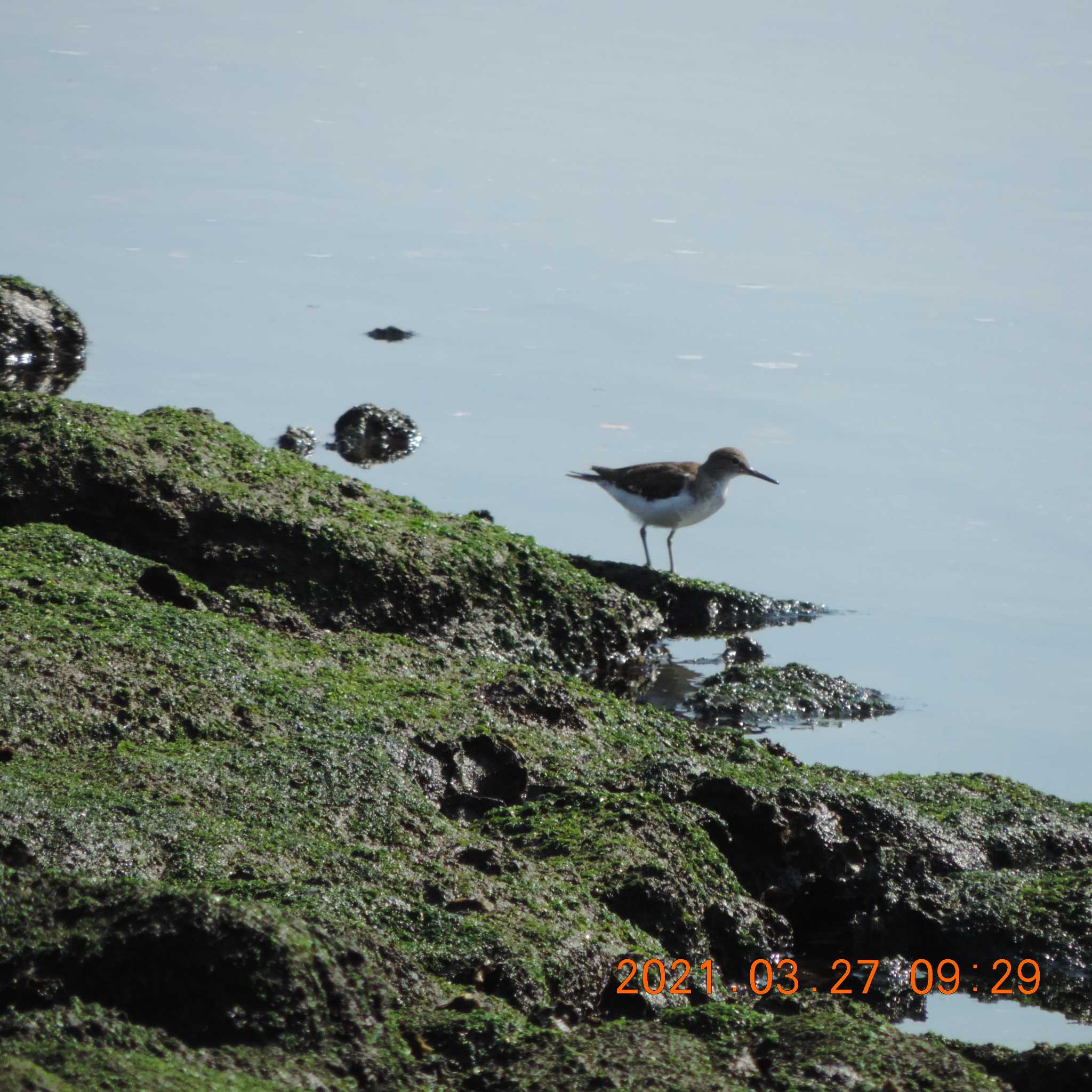 Photo of Common Sandpiper at 豊洲 by K2Uchihira