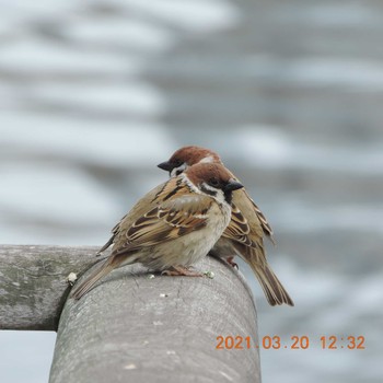 Eurasian Tree Sparrow 豊洲 Sat, 3/20/2021
