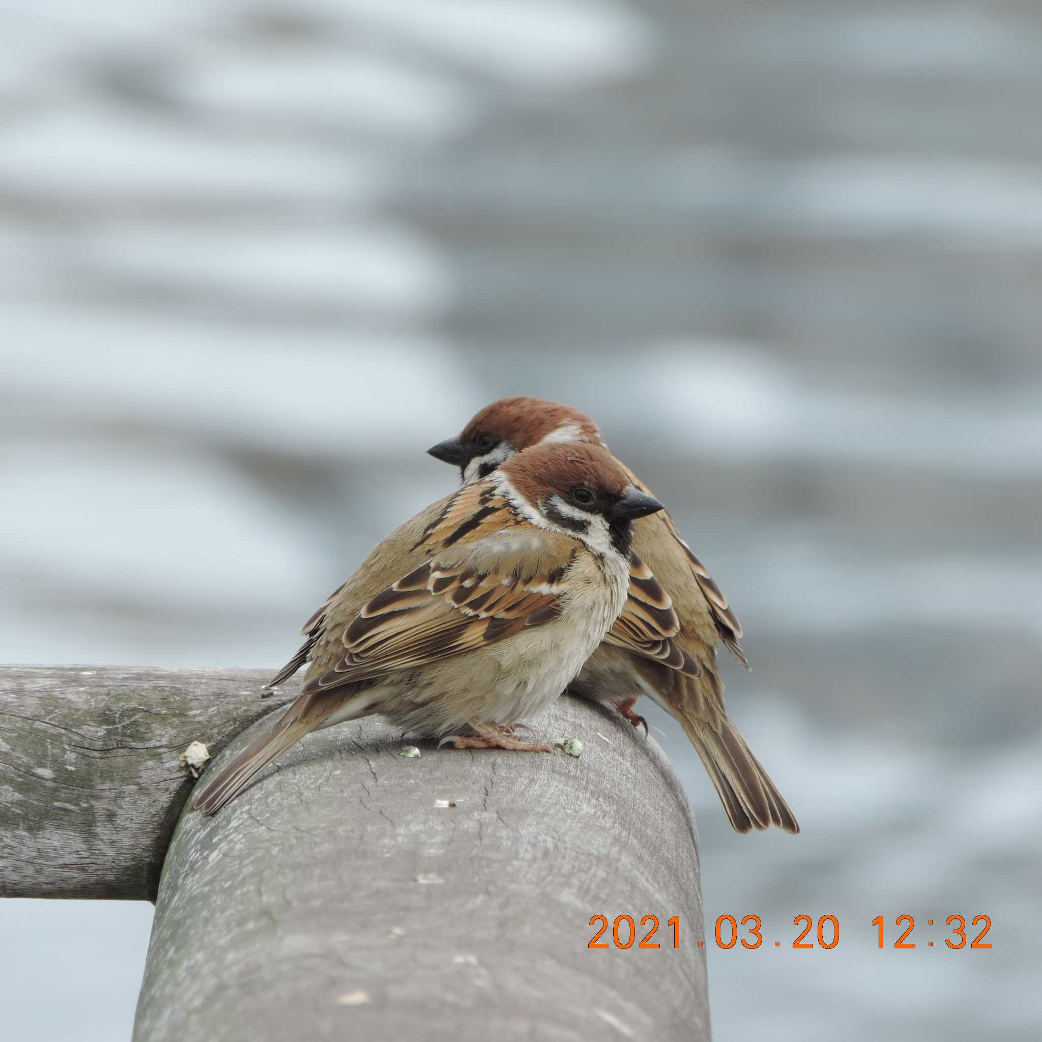 Photo of Eurasian Tree Sparrow at 豊洲 by K2Uchihira