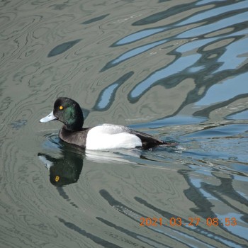 Greater Scaup 豊洲 Sat, 3/27/2021