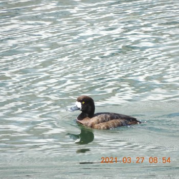 Greater Scaup 豊洲 Sat, 3/27/2021
