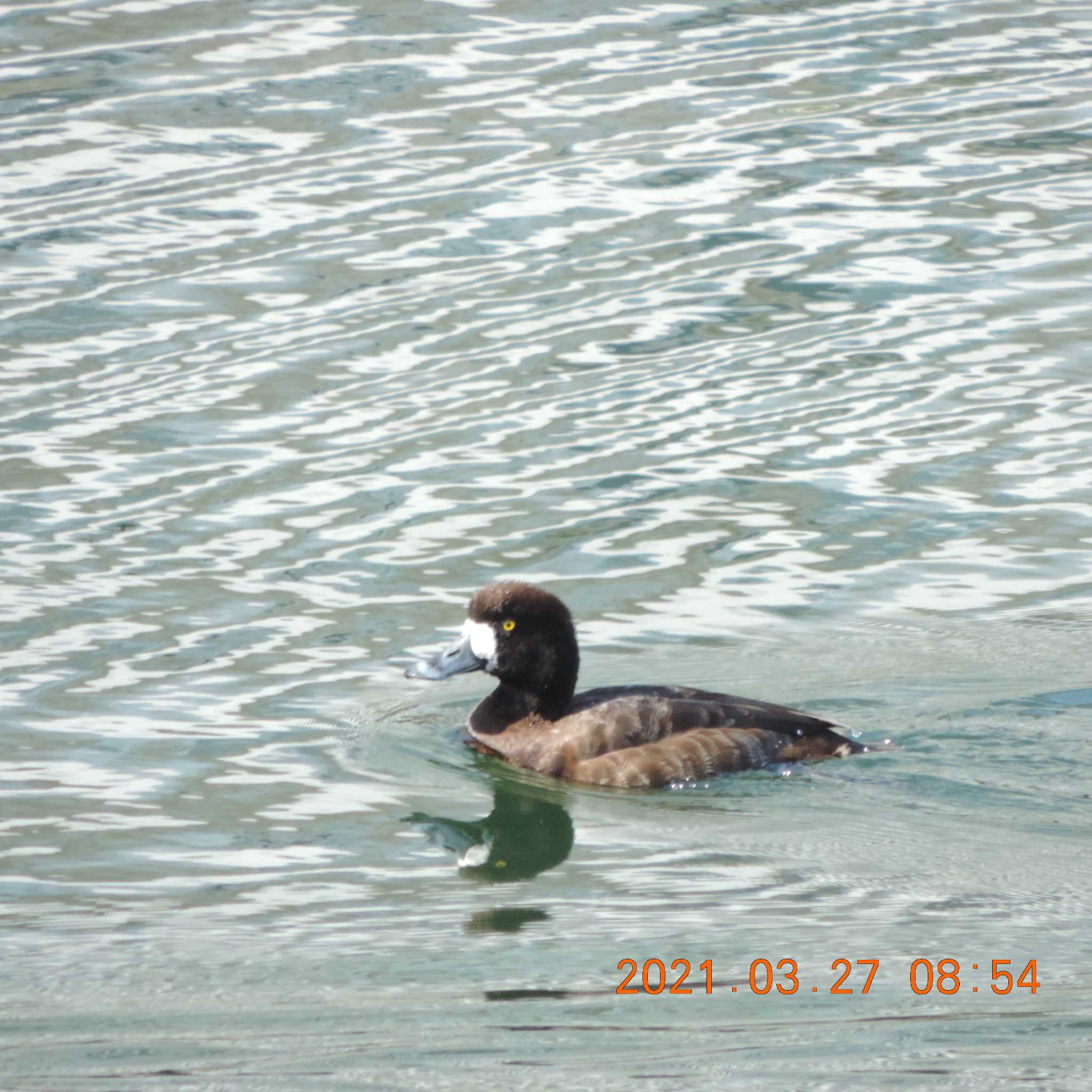 Photo of Greater Scaup at 豊洲 by K2Uchihira