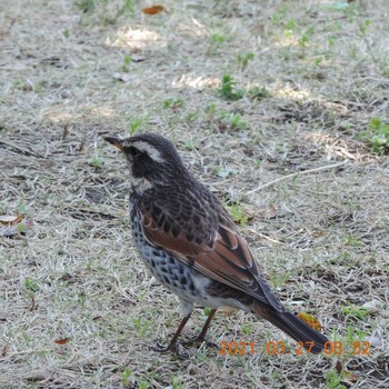 Dusky Thrush 豊洲 Sat, 3/27/2021