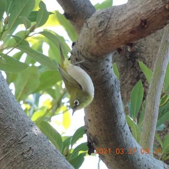 Warbling White-eye 豊洲 Sat, 3/27/2021