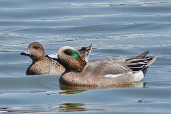 2021年3月23日(火) 水元公園の野鳥観察記録