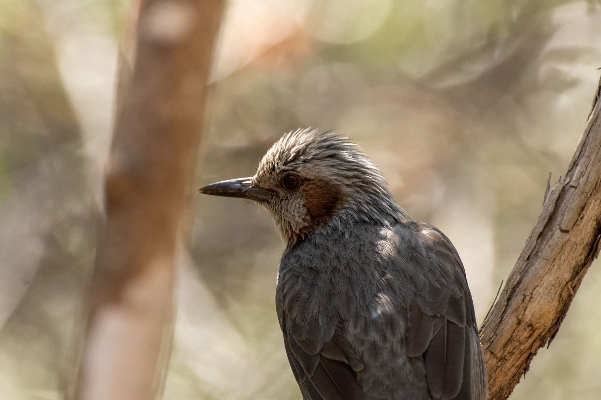 Photo of Brown-eared Bulbul at 姫路市自然観察の森 by Marco Birds