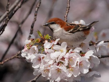 Russet Sparrow 愛知県 Sat, 3/27/2021