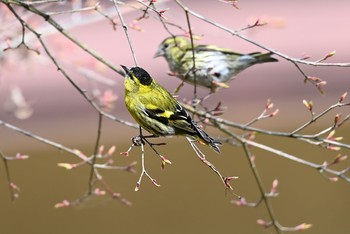 マヒワ 栃木県 2021年3月27日(土)