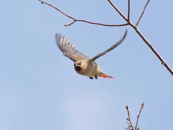 2021年3月27日(土) 加古大池の野鳥観察記録