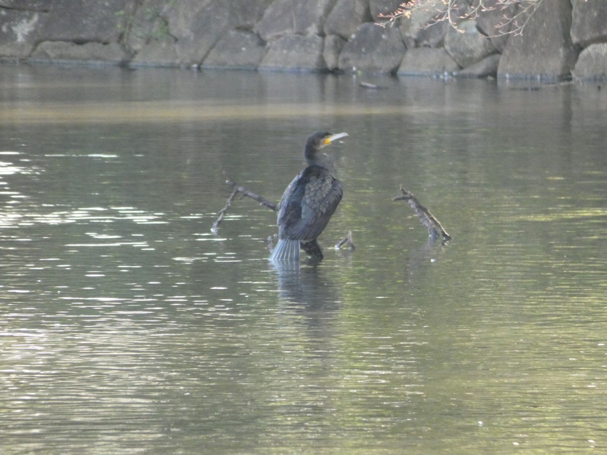 三ツ池公園(横浜市鶴見区) カワウの写真 by yoshikichi